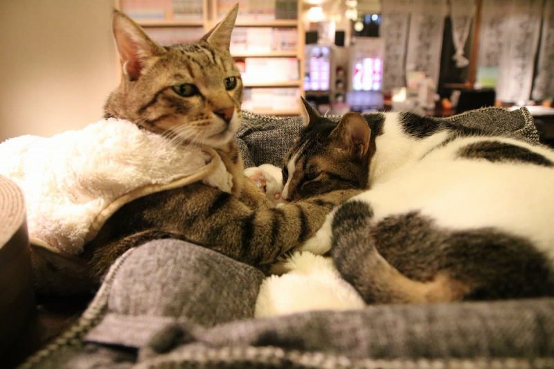 猫の居る休憩所299