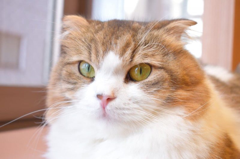 僕と猫。秋葉原店