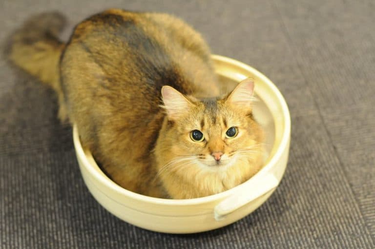 きゃりこ 吉祥寺店