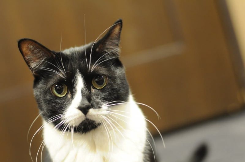 きゃりこ 新宿店