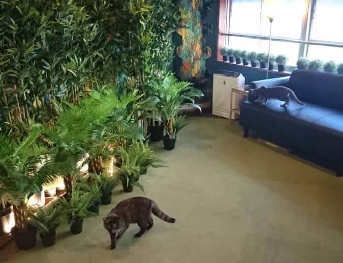 猫喫茶 空陸家 新宿三丁目ジャングル店