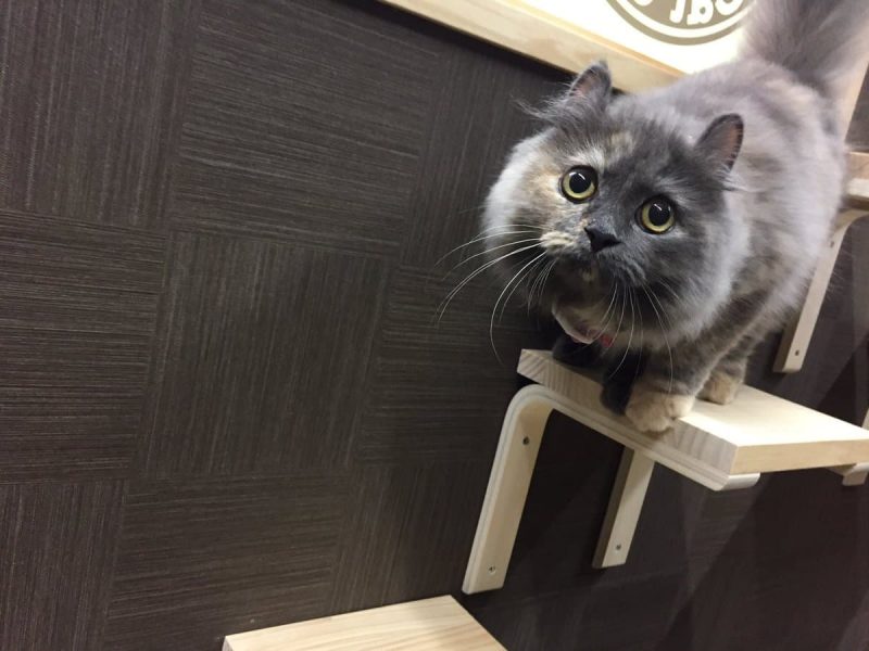 猫喫茶 空陸家 池袋西口店