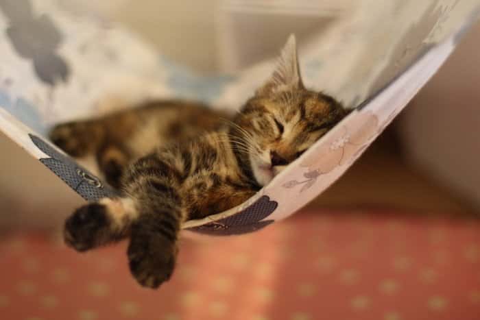 東京キャットガーディアン 大塚シェルター