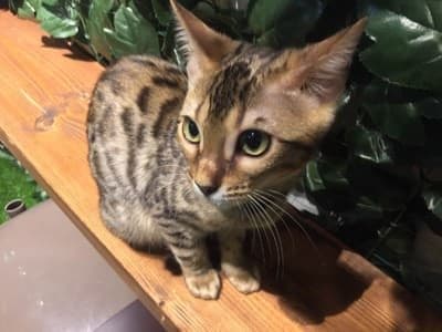 原宿乃ヒョウ猫の森