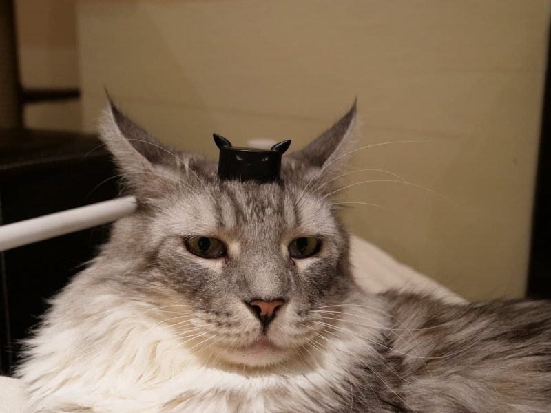 猫カフェ~ねこ・JaLaLa~