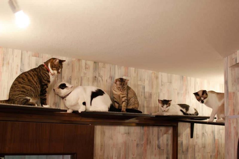 浅草保護猫カフェかぎしっぽ