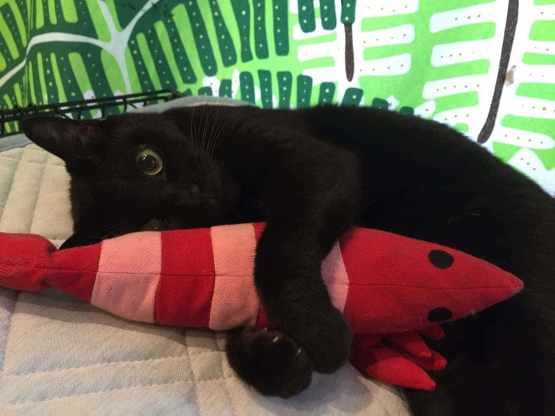 浅草橋猫カフェKei’S(ケイズ)