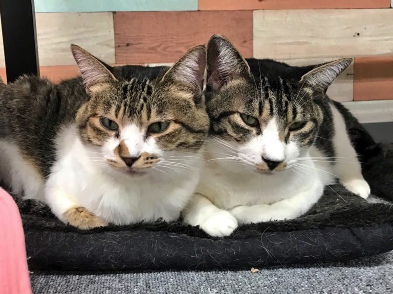 保護猫カフェまちねこ