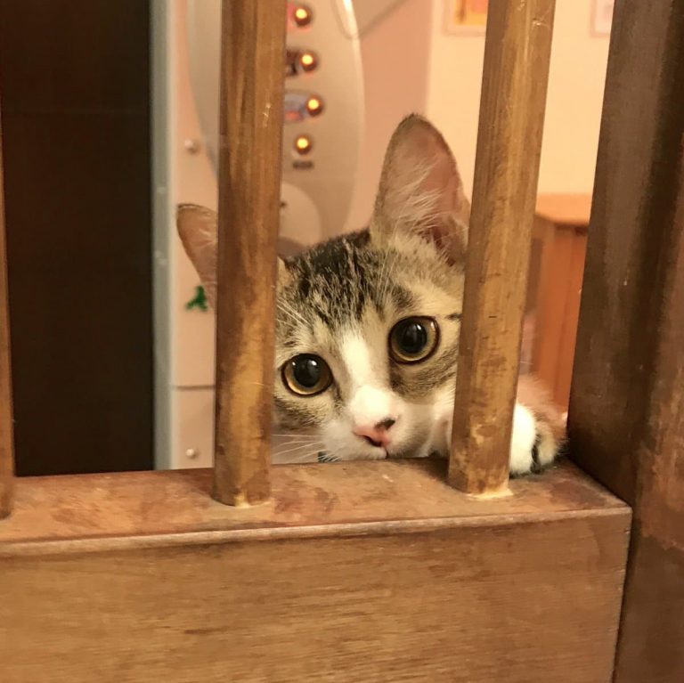 Miagolare(ミャゴラーレ)