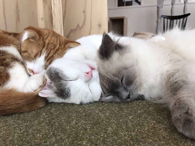 MoCHA（モカ）原宿店