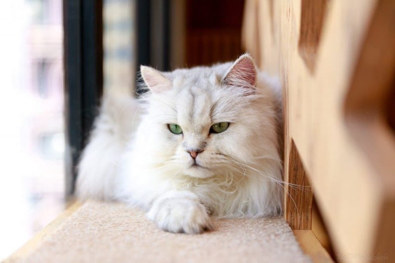 猫カフェ MoCHA(モカ)池袋西口店