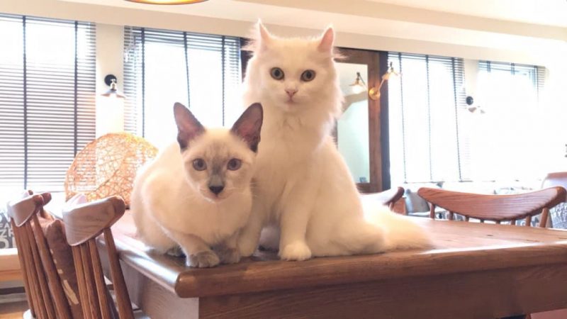 猫カフェ モカラウンジ池袋東口店