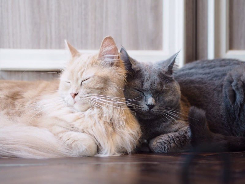 猫カフェ モカラウンジ新宿店