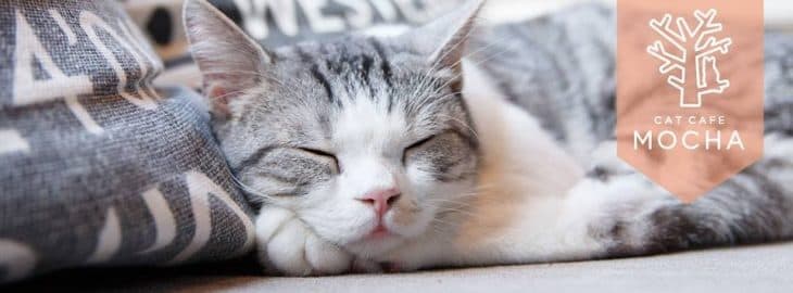 MoCHA（モカ）渋谷店