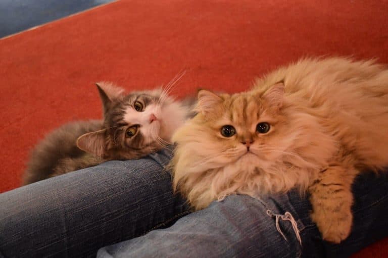 MoCHA（モカ）原宿竹下通り店