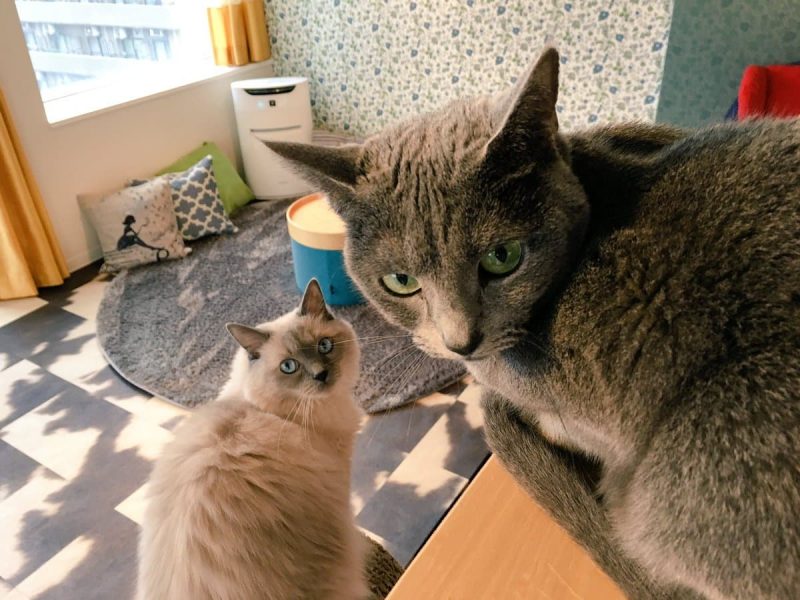 ネコカフェ MONTA(もんた)