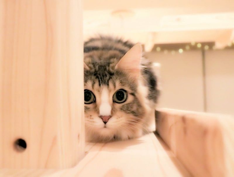 Cat Cafe ねこみみ