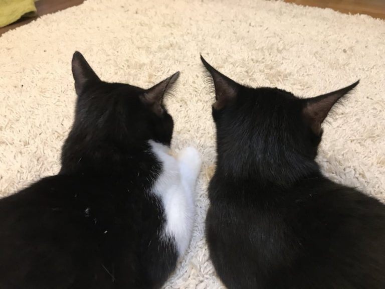 猫茶家(ねこちゃや)