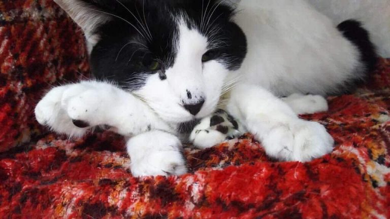 NPO法人 キャットサポート ねこ広場