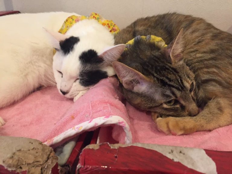 猫縁〜ねこえん〜