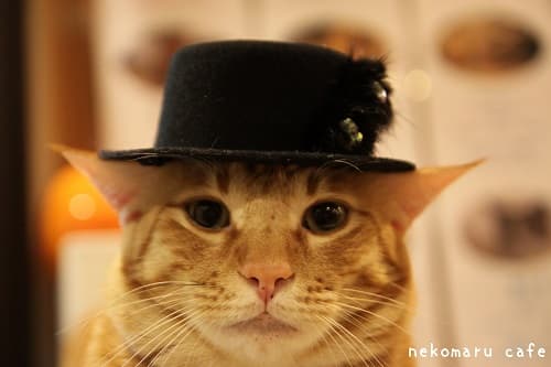 猫まるカフェ Ueno(上野店)