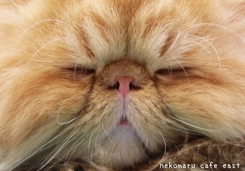 猫まるカフェ East(錦糸町店)