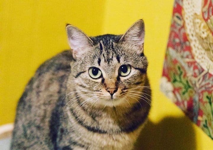 ネコリパブリック