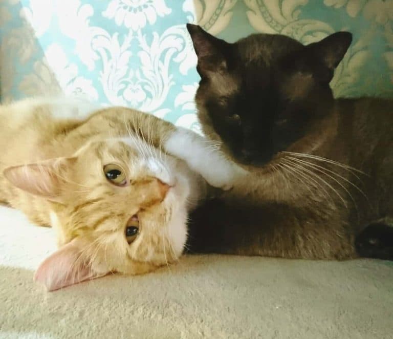 ネコリパブリック 中野店