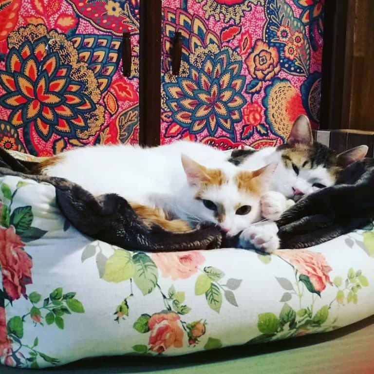 ネコリパブリック お茶の水店