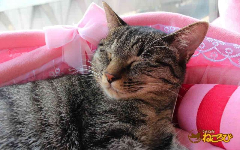 Cat Cafe ねころび