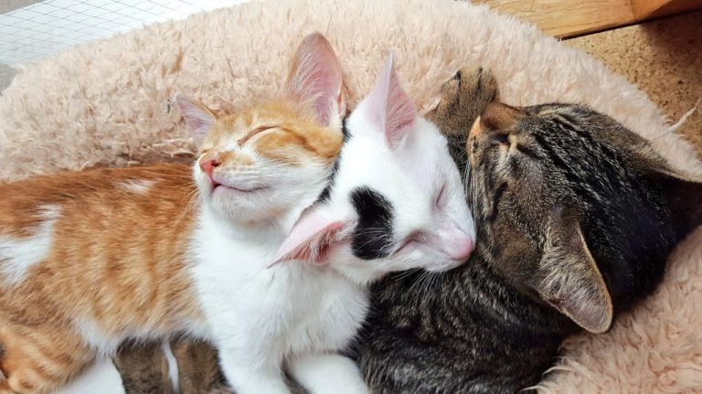 保護猫シェルター にゃんだん邸