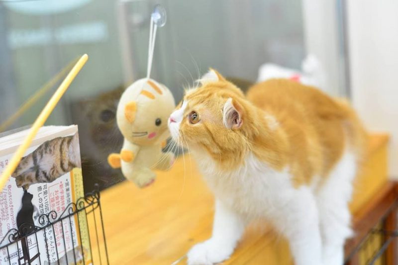 cat cafe にゃんこと