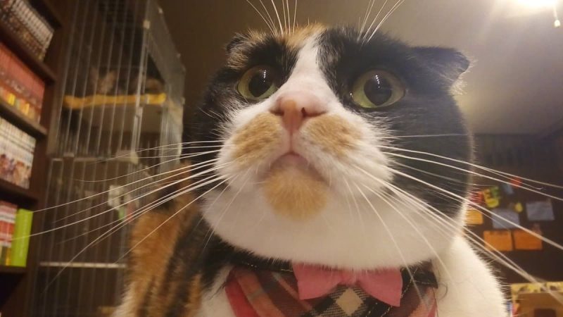 cat cafe nyanny 秋葉原店