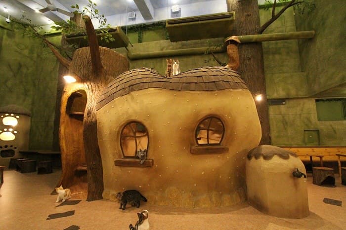 Cat Cafe「てまりのおうち」