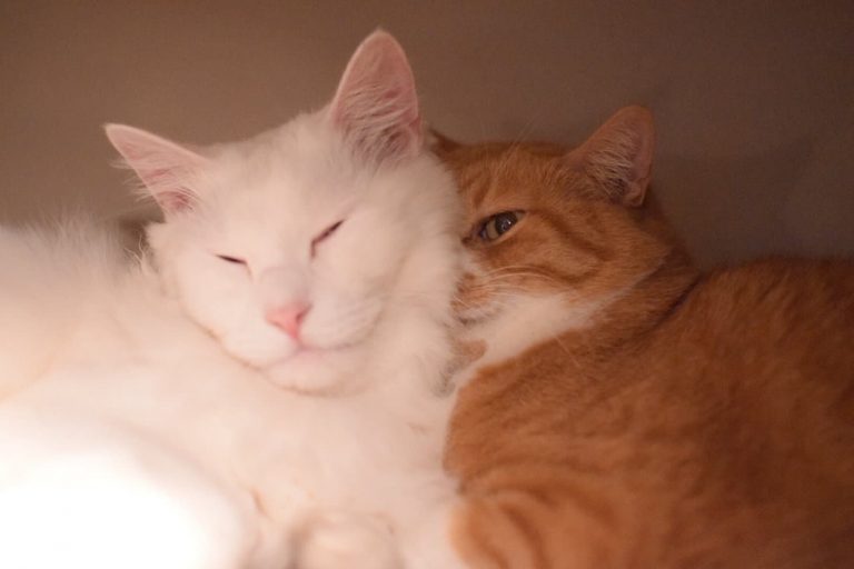 猫カフェきゃらふ