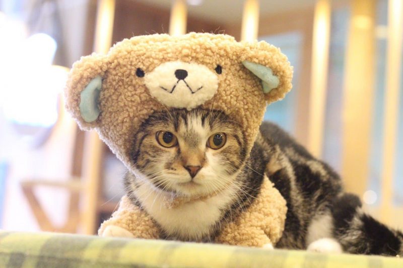 猫カフェ MoCHA（モカ）秋葉原店