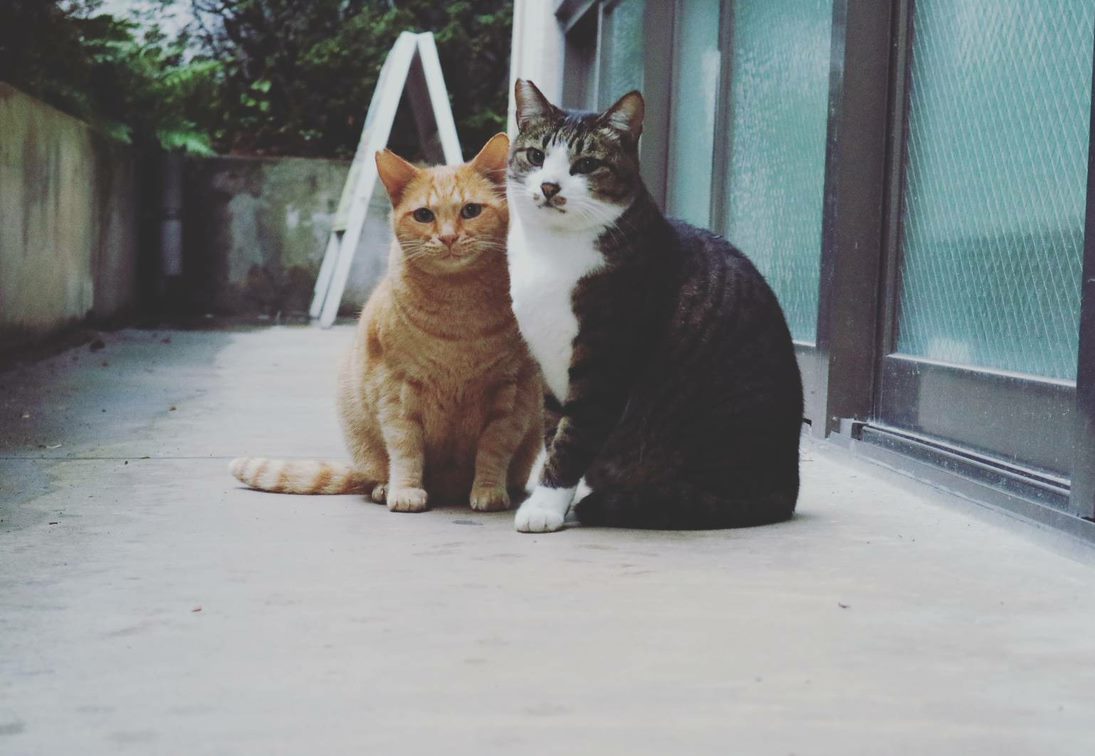 大学猫サークルのねこ