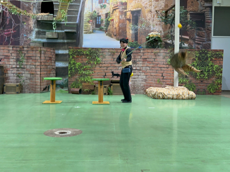 ジャンプして釣りざおをタッチした後に着地に向かうネコの写真