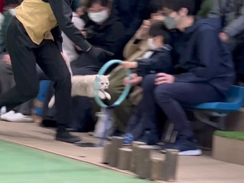 お客さまの男の子が持つ輪っかの間をネコが走りぬけている写真