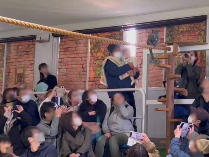 キャットタワーの頂上まで来てこれからロープ渡りをするネコの写真