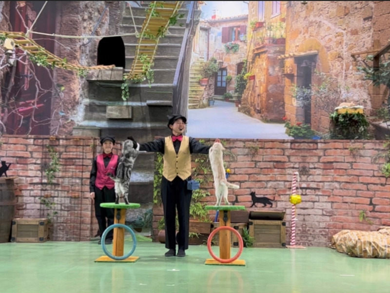 ネコが二匹、同時にステージの上で立ち上がって飼育員さんにタッチしている写真