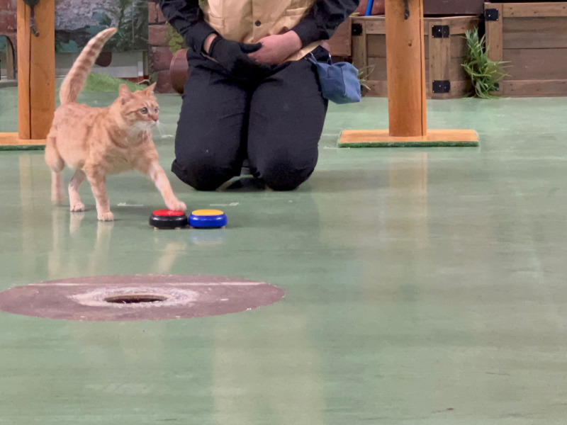 床においた2つのボタンの片方を押している猫の写真