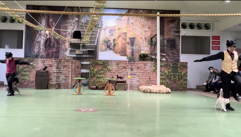 二匹の猫が二人の飼育員さんの足元をくぐりながら歩いていく写真