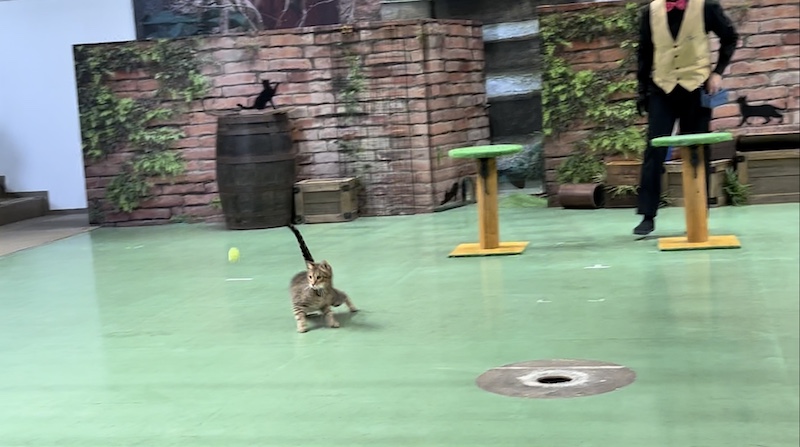 飼育員さんが投げた黄色い小さなボールを追いかけているネコの写真