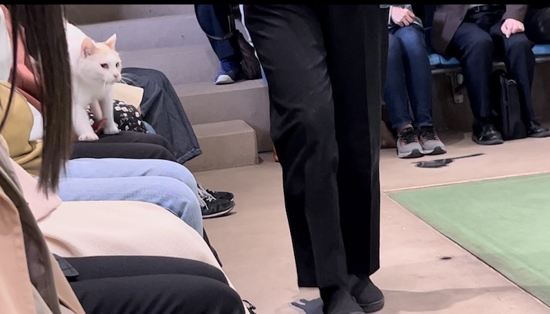 最前列に座ったお客さまのお膝の上を軽快に歩いてこちらに向かって来るネコの写真