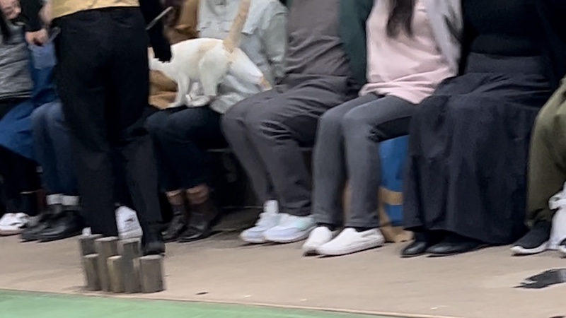 最前列のお客さまのひざの上を歩いて去っていくネコの後ろ姿写真。しっぽがピンと立っている