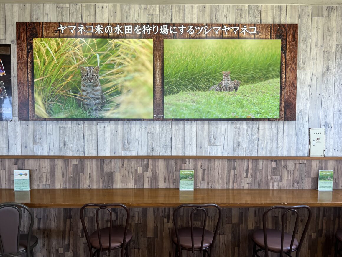 ヤマネコ米の水田を狩場にするツシマヤマネコの写真2枚