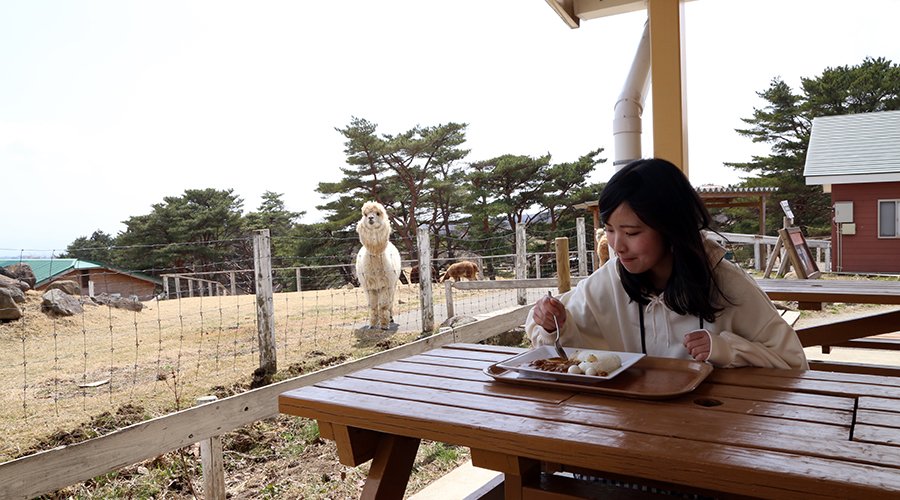 BOCCAのテラス席で食事をしているとアルパカが近くにいる写真