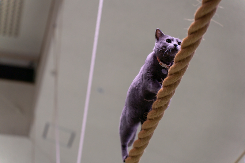 天井近くのロープを渡るわかばちゃん