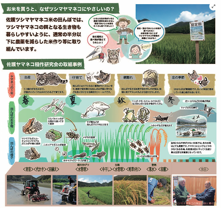 佐護ツシマヤマネコ米の水田を守ることがツシマヤマネコの保護になることを説明するイラスト